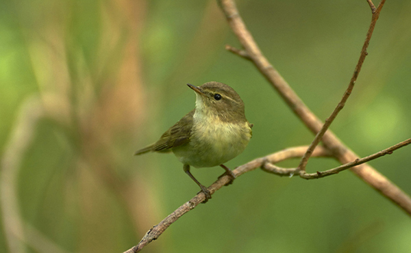 Willow Warbler